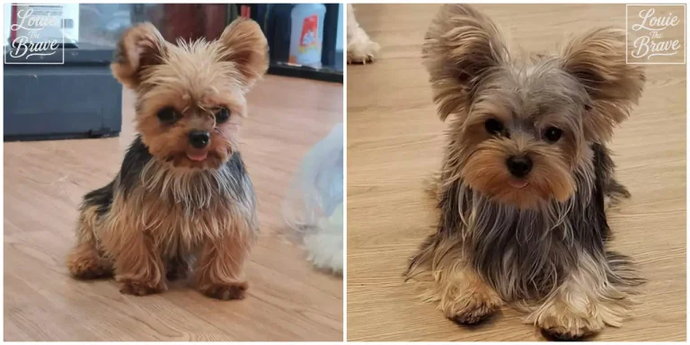 Louie’s Yorkshire Terrier father on the left and mother on the right, both photographed indoors (왼쪽 루이 아빠와 오른쪽 루이 엄마인 요크셔테리어 두 마리의 실내 사진)