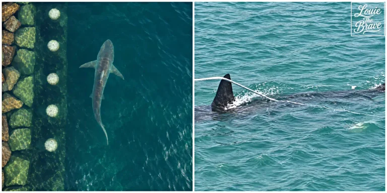 Aerial view of the Bukangi shark swimming beside a stone-lined canal, alongside a close-up of a dark dorsal fin above the water (돌로 둘러싸인 수로 옆을 헤엄치는 부산 상어 부캉이의 항공 사진과 수면 위로 드러난 검은 등지느러미의 근접 사진)